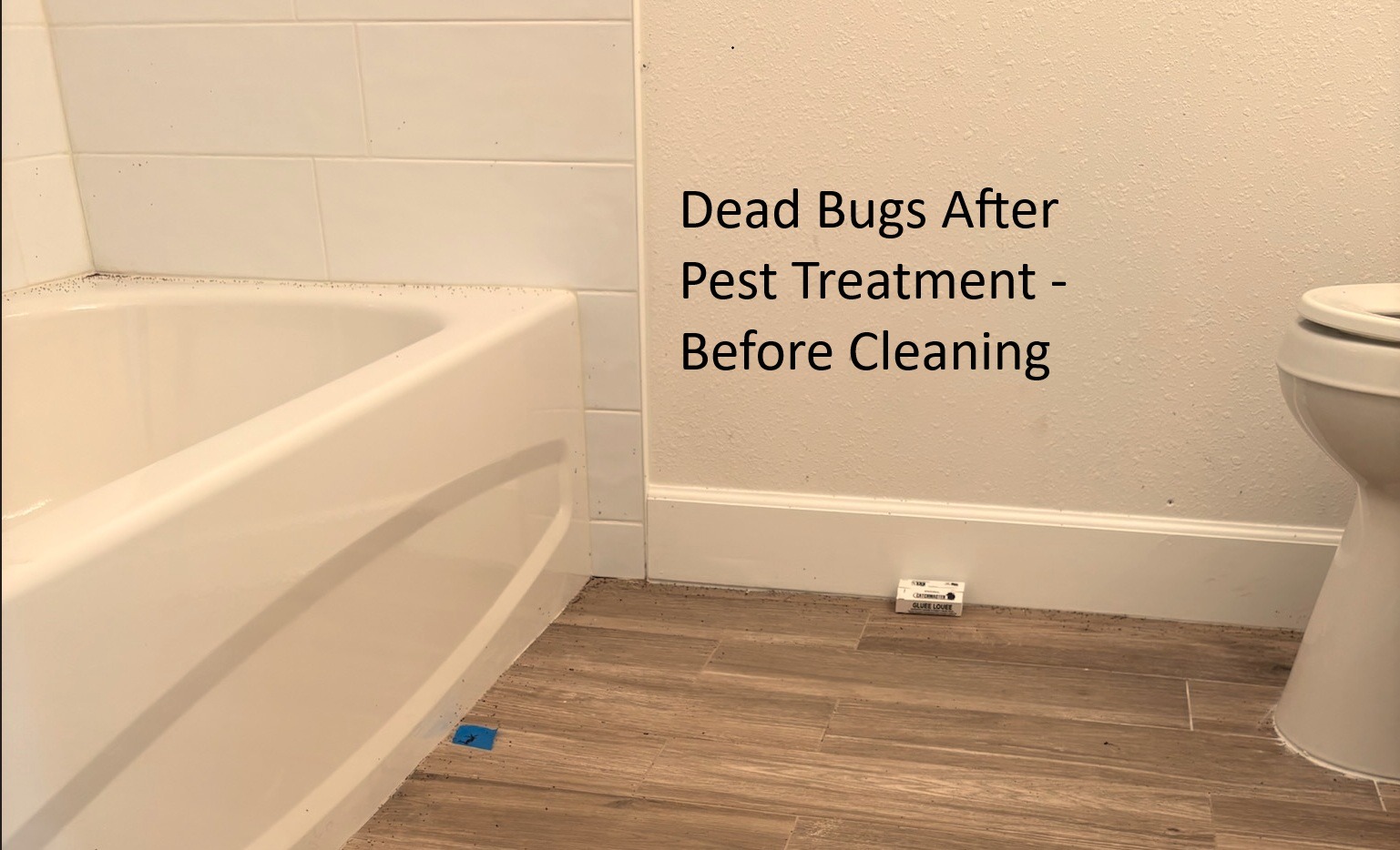 Bathroom bathtub and floor with dead bugs after exterminator visit before professional house cleaning
